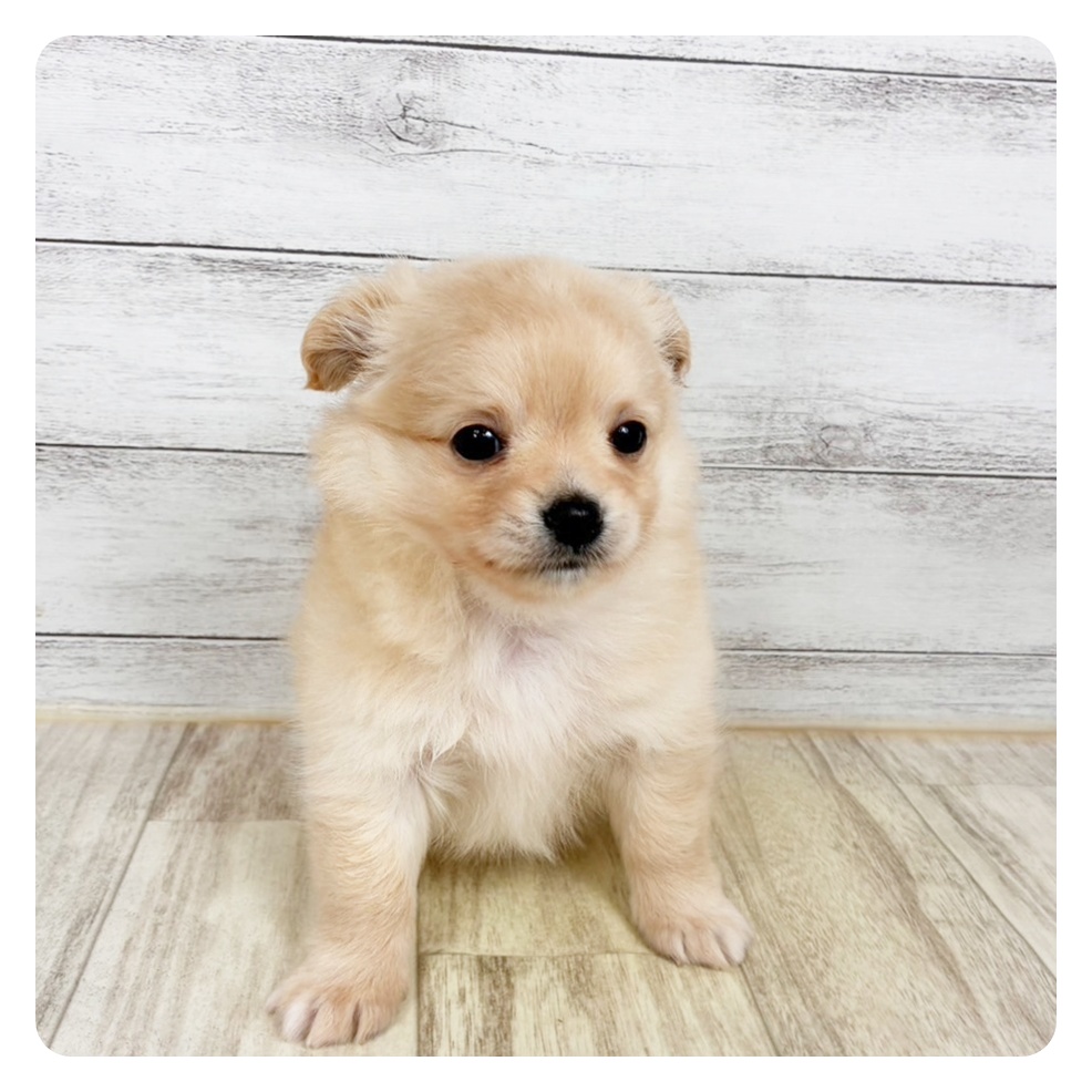 兵庫県のポメチワ/チワポメ/ポメチー(ポメラニアン×チワワ) (犬の家＆猫の里川西店/2026年1月30日生まれ/男の子/クリーム)の子犬