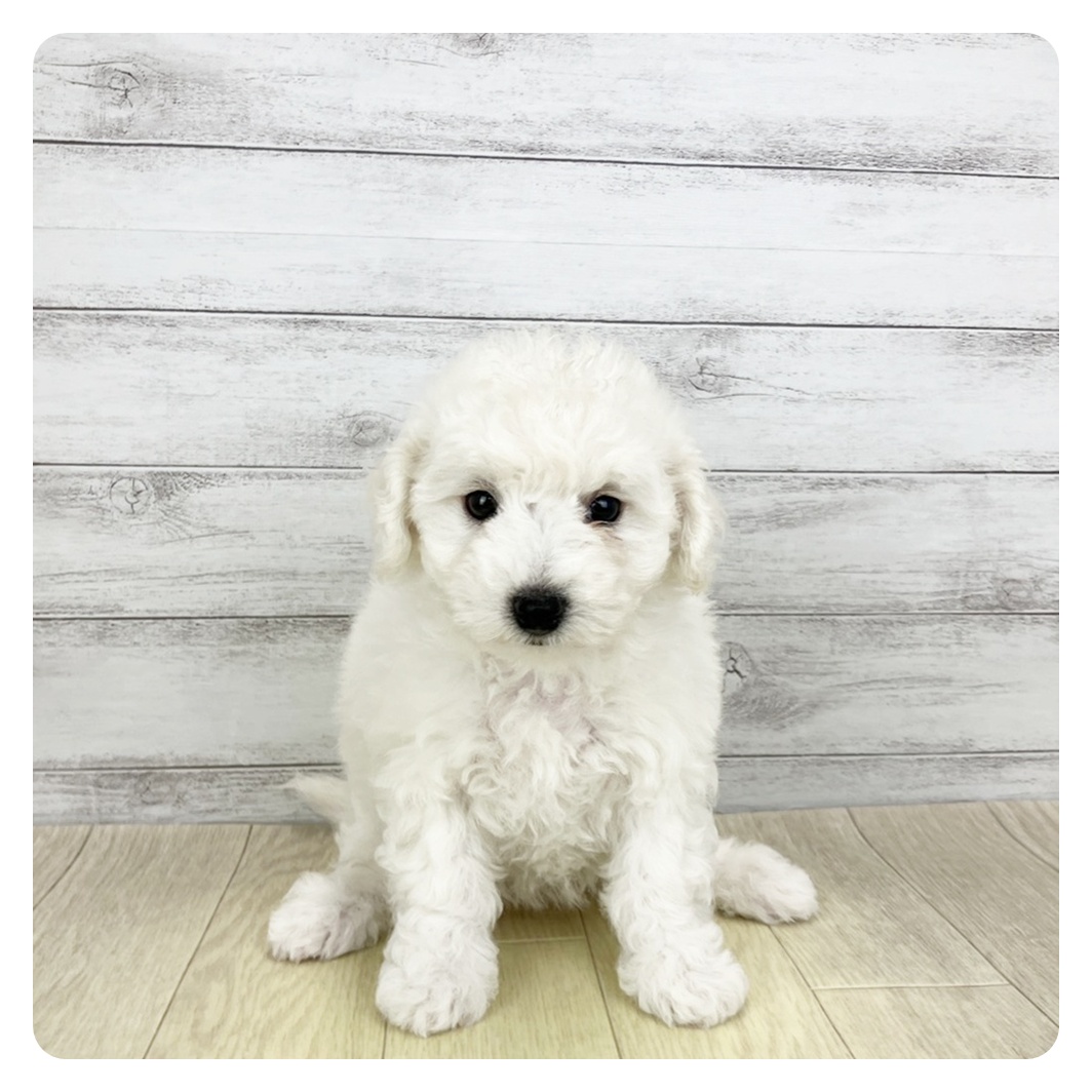 愛知県のビションフリーゼ (犬の家＆猫の里安城店/2026年2月1日生まれ/女の子/ホワイト)の子犬