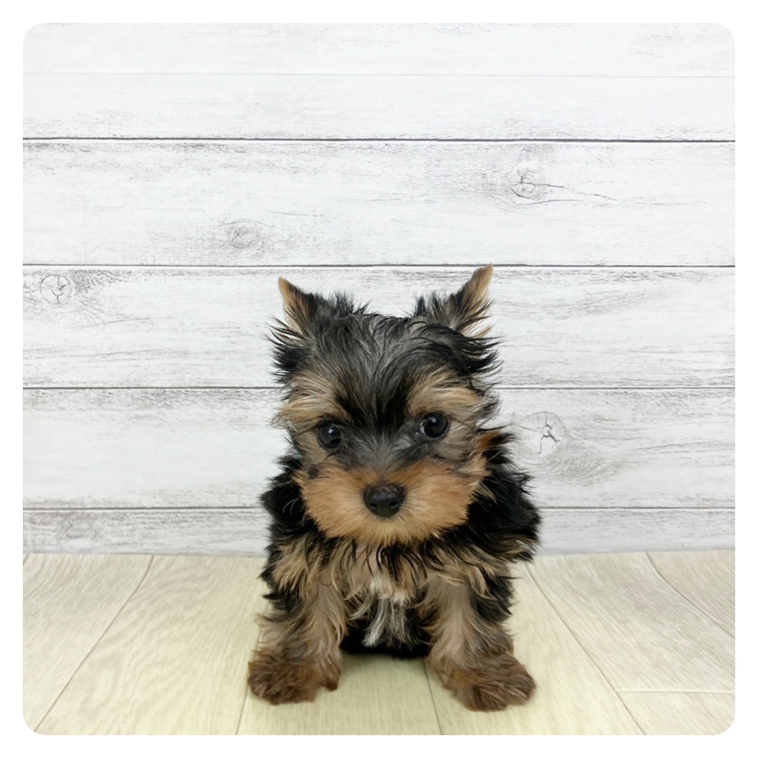 愛知県のヨークシャーテリア (犬の家＆猫の里エアポートウォーク店/2026年1月30日生まれ/男の子/スチールブルータン)の子犬