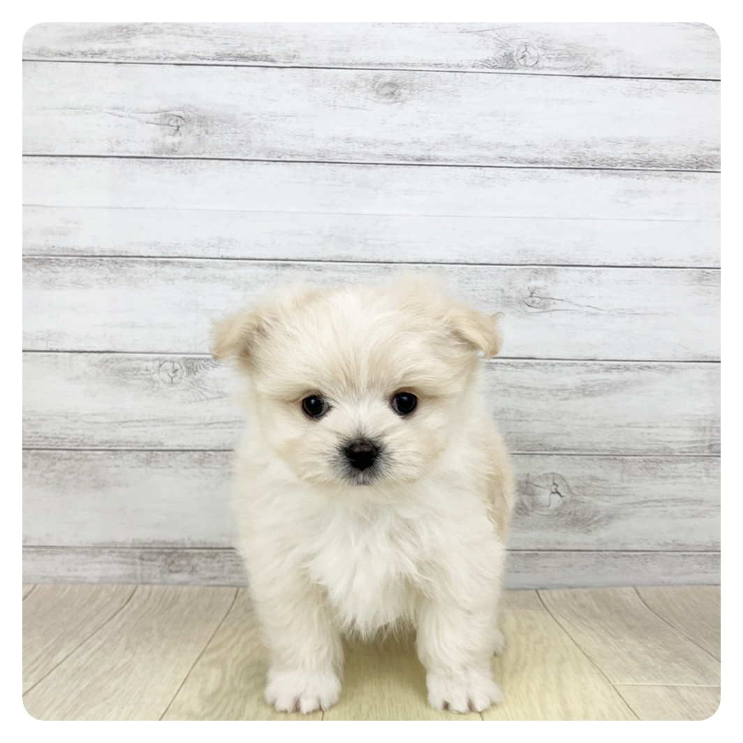 愛知県のポメマル/マルポメ(ポメラニアン×マルチーズ) (犬の家＆猫の里岡崎店/2026年2月1日生まれ/男の子/クリームホワイト)の子犬