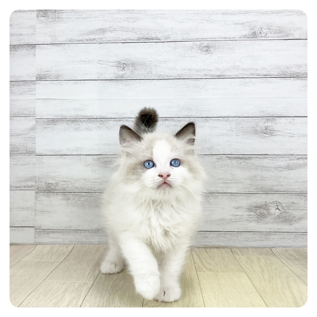 岐阜県のラグドール (犬の家＆猫の里カラフルタウン岐阜店/2026年2月1日生まれ/男の子/シールポイントバイカラー)の子猫の2枚目の画像