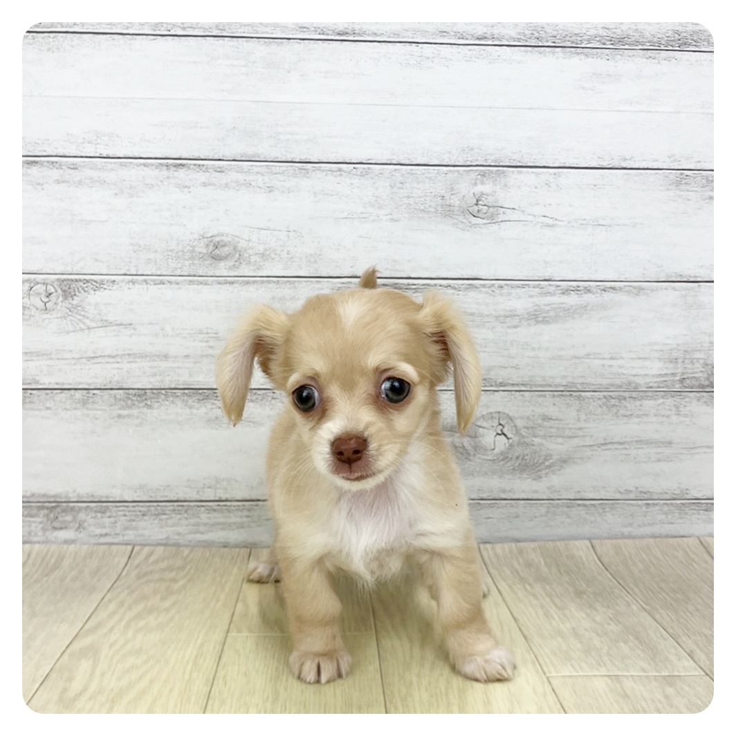 愛知県のチワックス(チワワ×ダックス) (犬の家＆猫の里一宮店/2026年1月30日生まれ/女の子/クリーム)の子犬の2枚目の画像