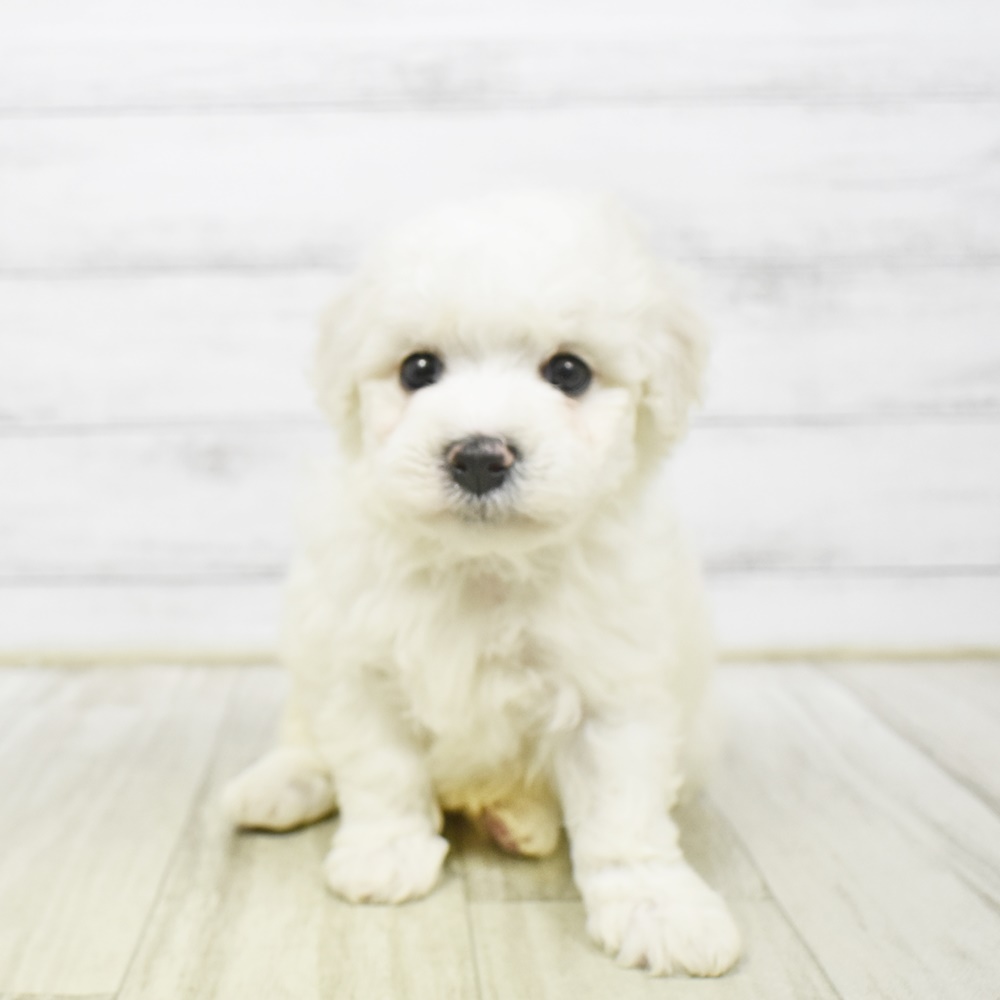 2026年2月2日生まれのビションフリーゼ