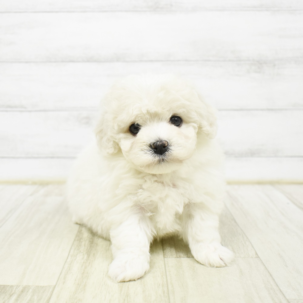 千葉県のビションフリーゼ (犬の家＆猫の里ワンズモール稲毛店/2026年2月2日生まれ/女の子/ホワイト)の子犬