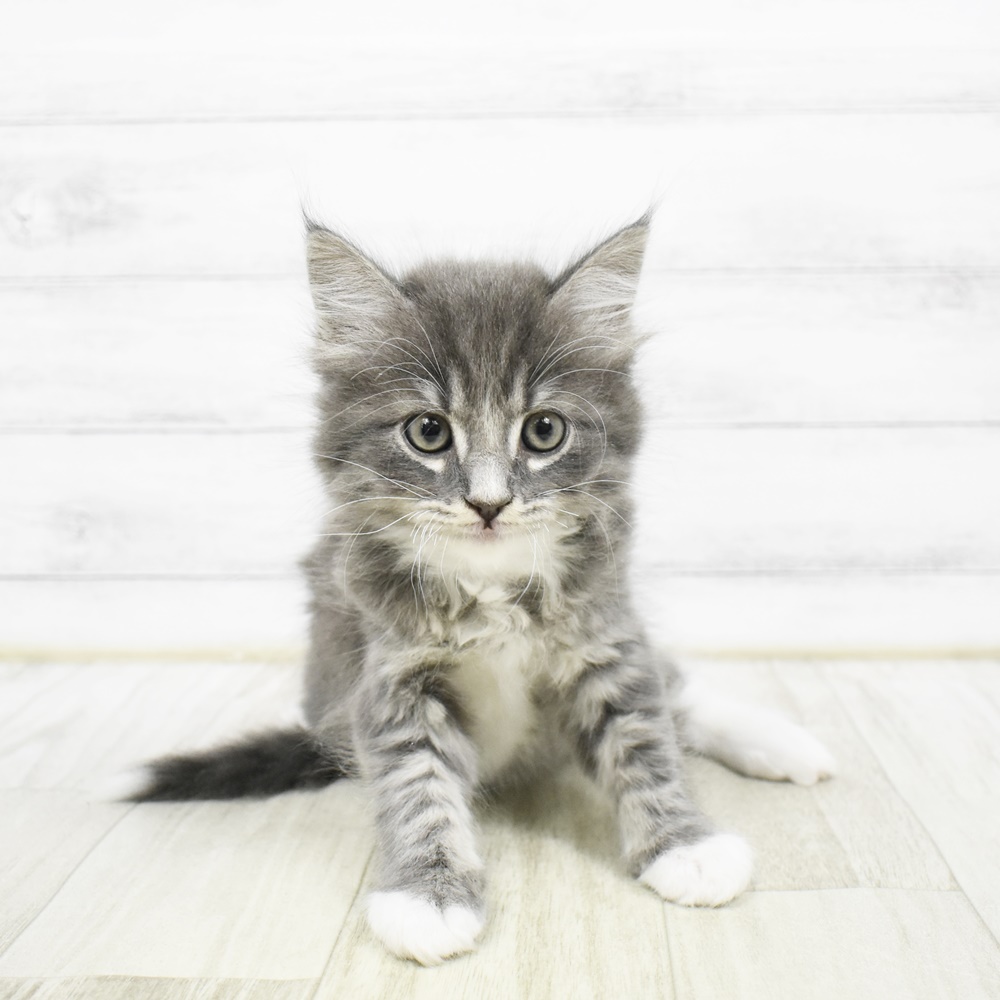 2026年2月3日生まれのマンチカン