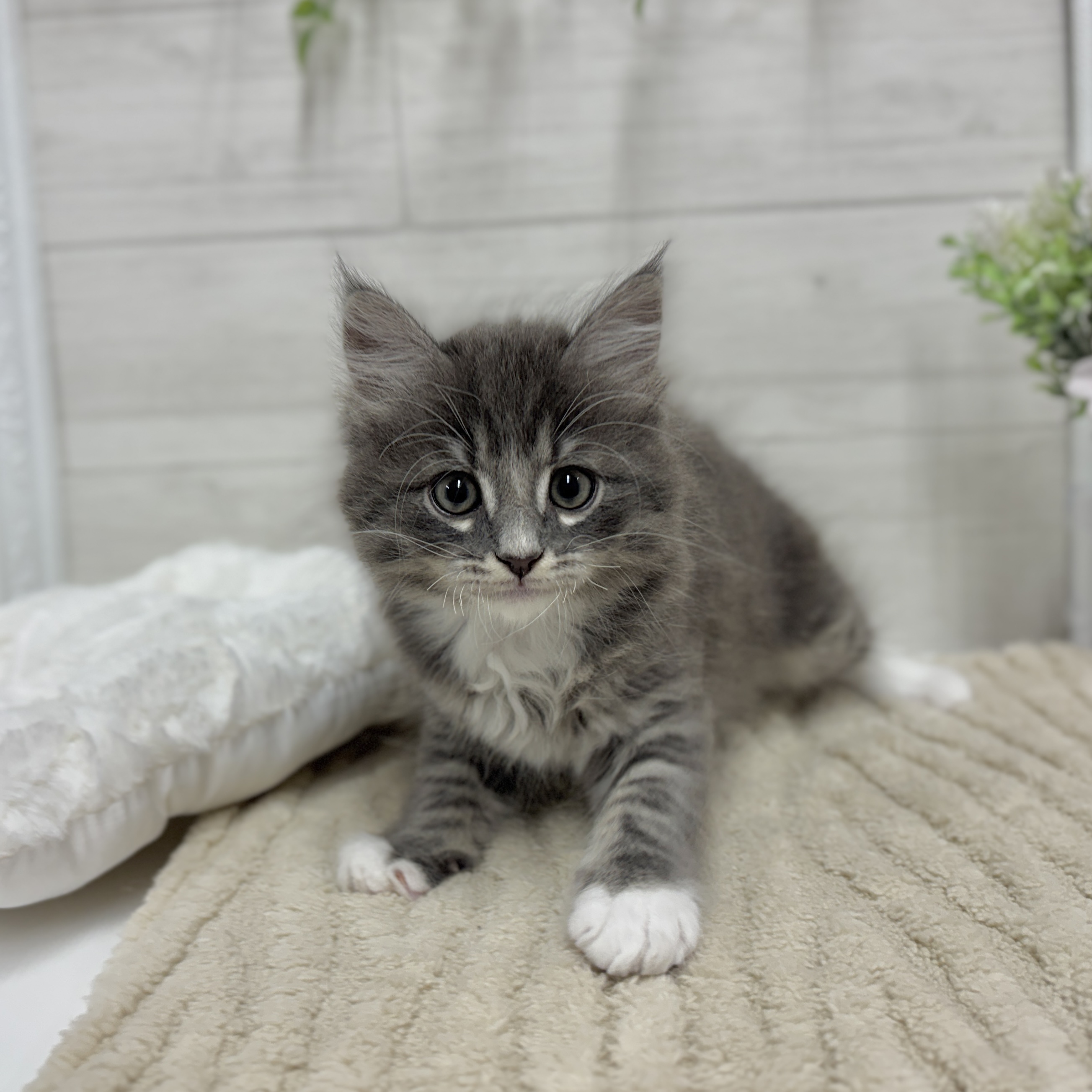 神奈川県のマンチカン (犬の家＆猫の里相模原店/2026年2月3日生まれ/男の子/ブルータビーホワイト)の子猫の1枚目の画像