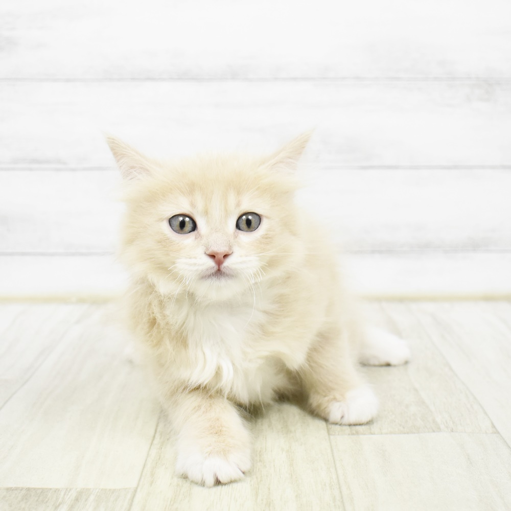 2026年2月3日生まれのマンチカン