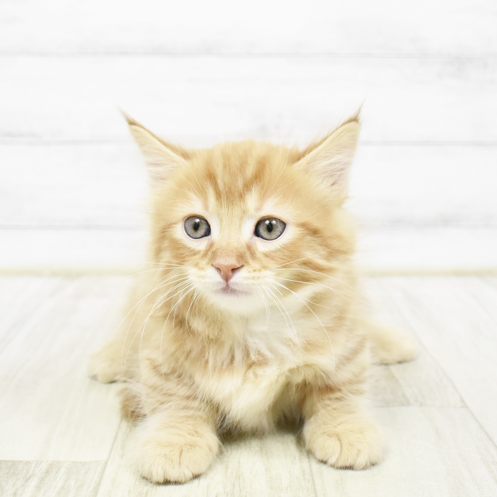 2026年2月3日生まれのマンチカン