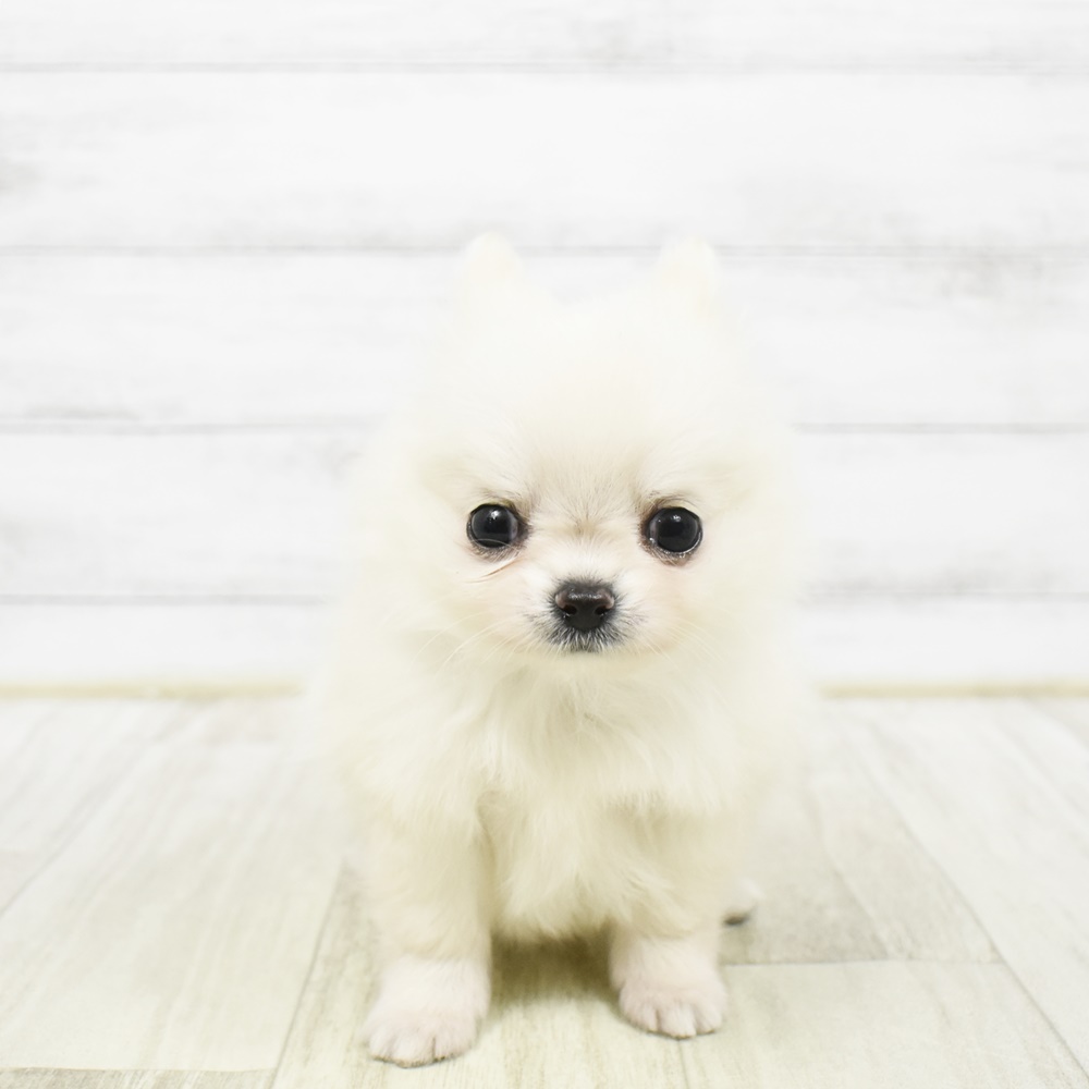 東京都のポメチワ/チワポメ/ポメチー(ポメラニアン×チワワ) (犬の家＆猫の里ペットフォレスト小平店/2026年2月3日生まれ/男の子/クリーム)の子犬