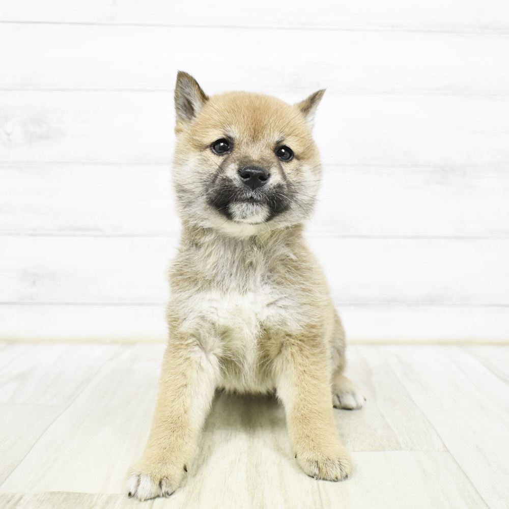 神奈川県の柴犬(標準サイズ) (犬の家＆猫の里小田原店/2026年2月2日生まれ/女の子/赤)の子犬