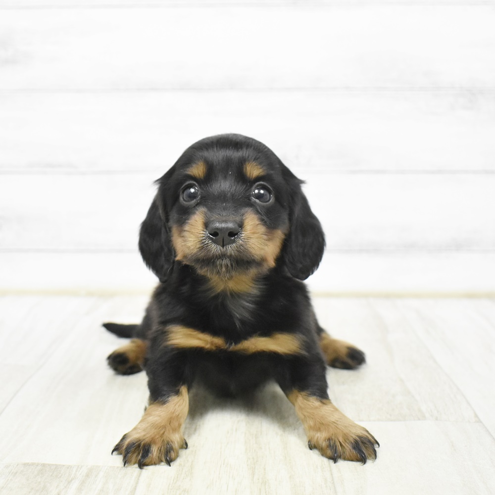 千葉県のミニチュアダックスフンド(ロング) (犬の家＆猫の里BIGHOPガーデンモール印西店/2026年2月1日生まれ/女の子/ブラックタン)の子犬