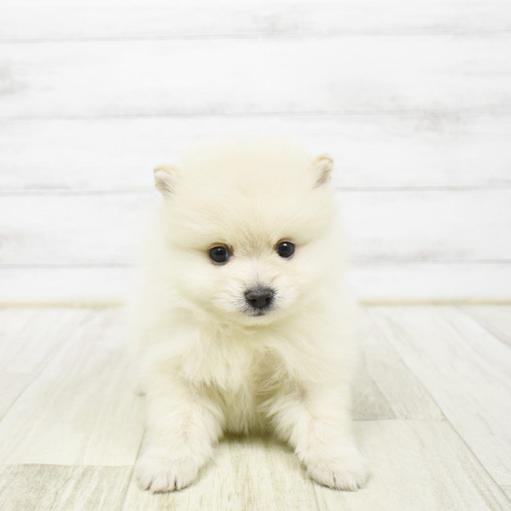 神奈川県のポメラニアン (犬の家＆猫の里小田原店/2026年2月3日生まれ/男の子/クリーム)の子犬