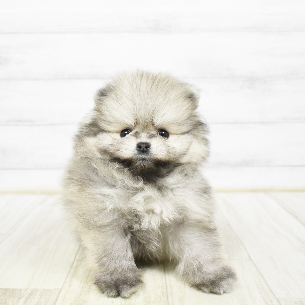 静岡県のポメラニアン (犬の家＆猫の里マークイズ静岡店/2026年2月1日生まれ/女の子/ウルフセーブル)の子犬