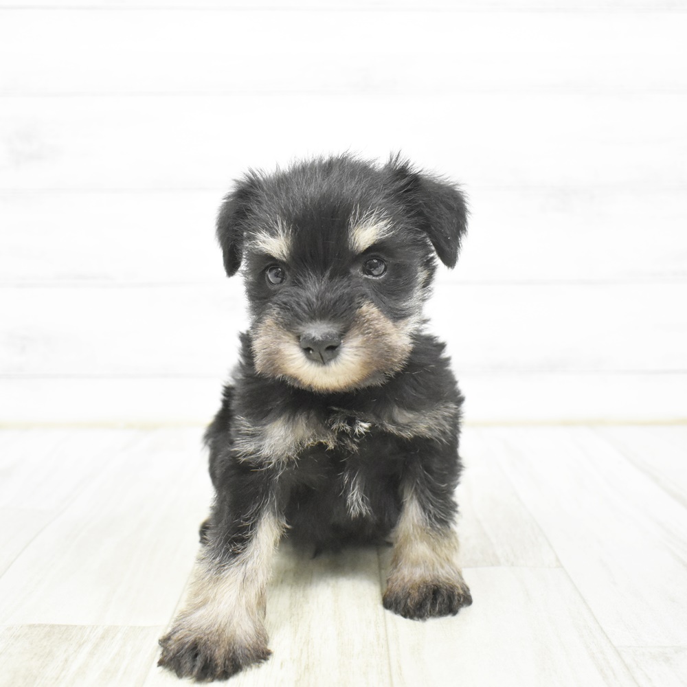 石川県のミニチュアシュナウザー (犬の家＆猫の里金沢店/2026年2月3日生まれ/女の子/ブラックシルバー)の子犬