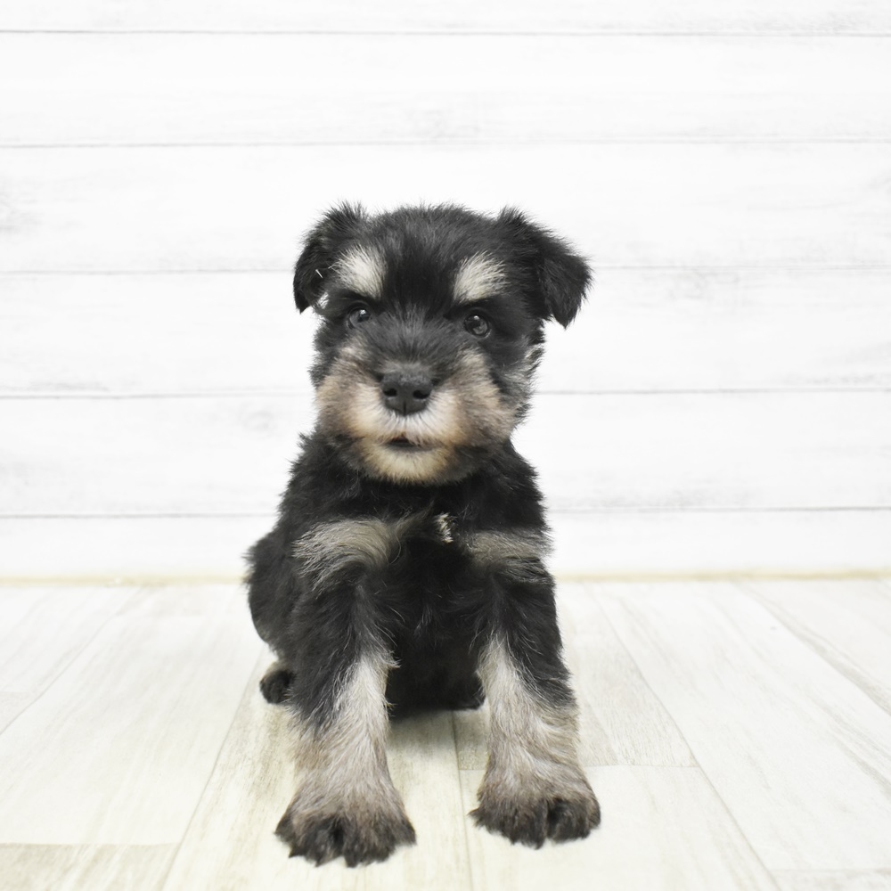 静岡県のミニチュアシュナウザー (犬の家＆猫の里アミーゴ浜松和田店/2026年2月3日生まれ/男の子/ブラックシルバー)の子犬