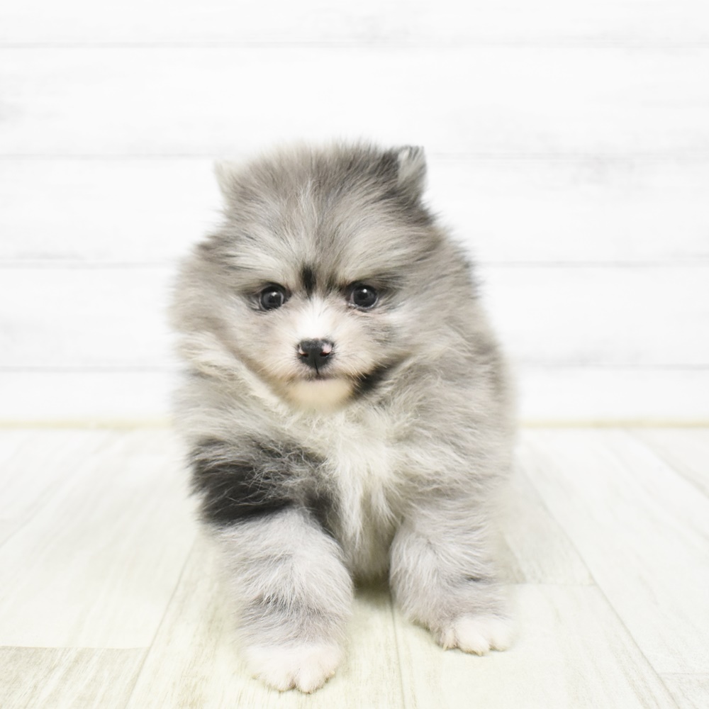 長野県のポメラニアン (犬の家＆猫の里カインズ梓川店/2026年2月3日生まれ/男の子/ブルーマール)の子犬