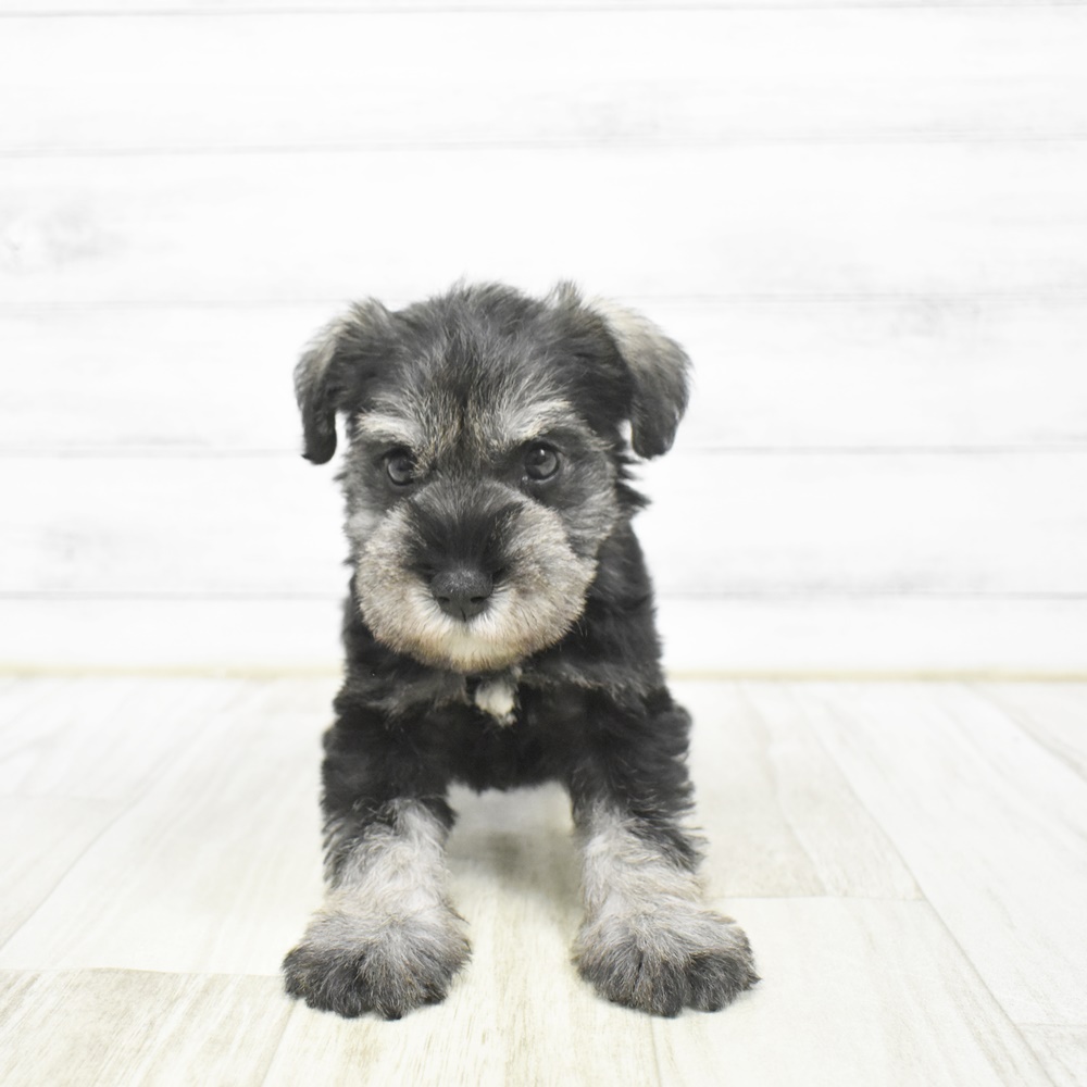 2026年2月2日生まれのミニチュアシュナウザー