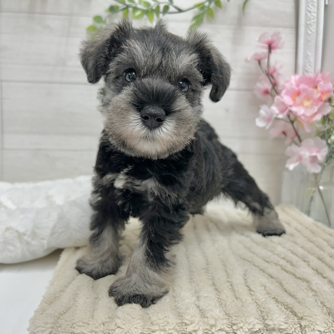 神奈川県のミニチュアシュナウザー (犬の家＆猫の里相模原店/2026年2月2日生まれ/女の子/ソルトペッパー)の子犬の4枚目の画像