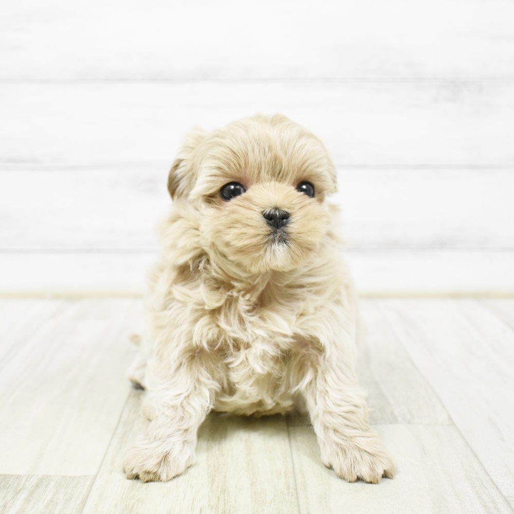 東京都のマルプー(マルチーズ×プードル) (犬の家＆猫の里ペットフォレスト小平店/2026年2月2日生まれ/男の子/アプリコット)の子犬