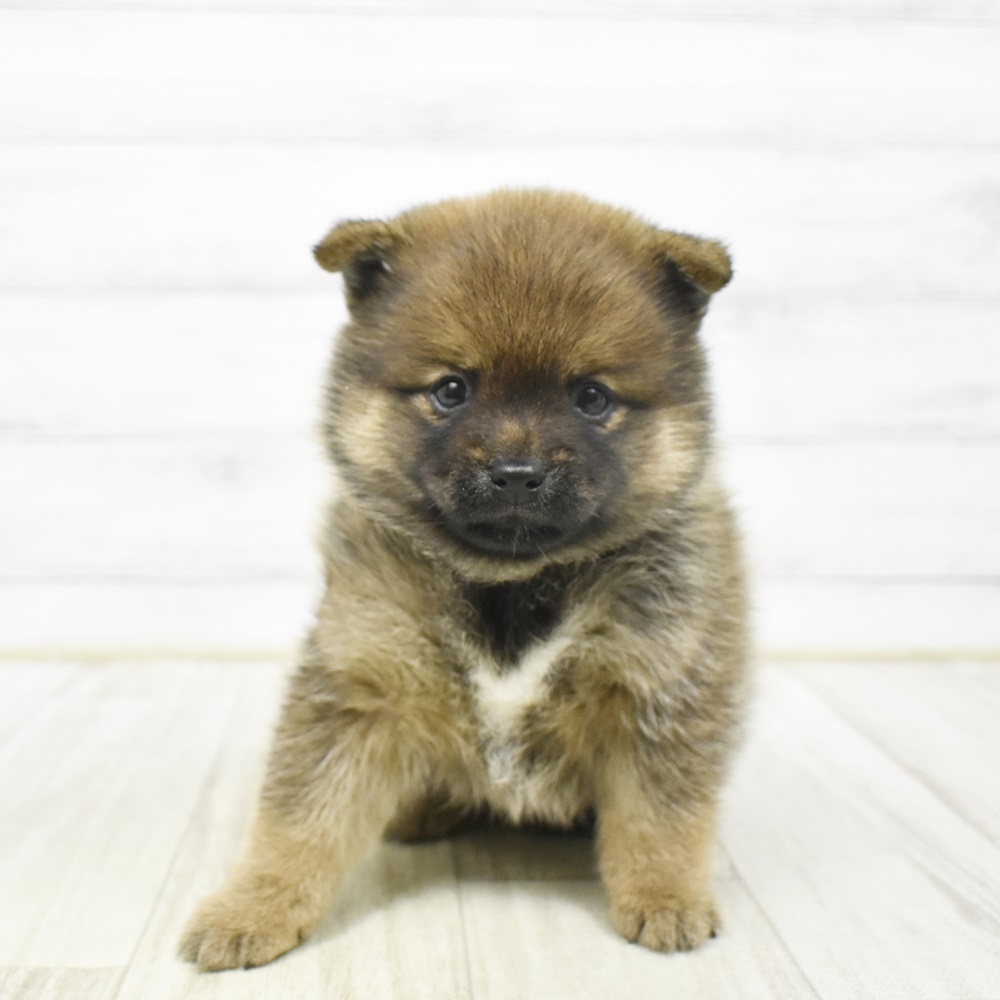 福岡県のポメ柴/豆ポメ/ポメ豆柴(ポメラニアン×柴犬) (犬の家＆猫の里くりえいと宗像店/2026年2月3日生まれ/男の子/赤)の子犬