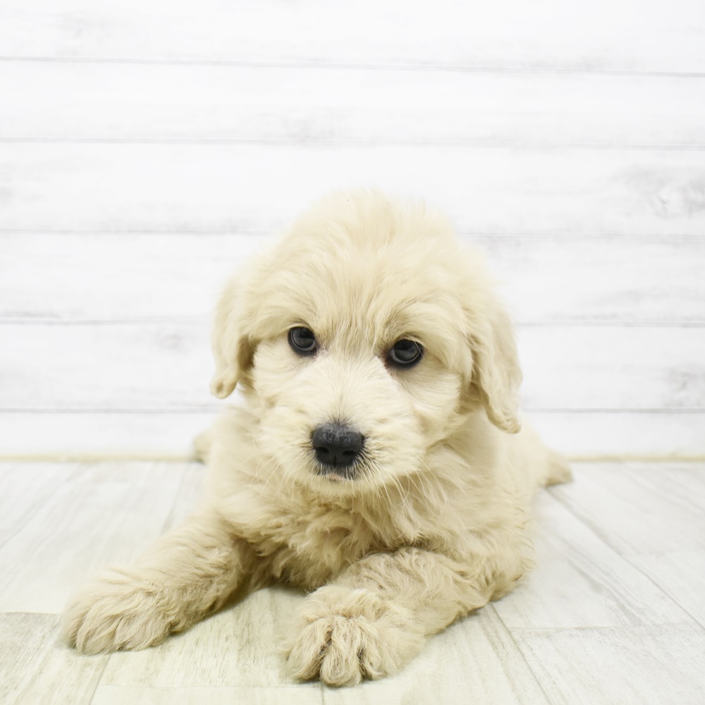 愛知県のゴールデンドゥードゥル(ゴールデン×プードル) (犬の家＆猫の里七宝店/2026年2月3日生まれ/女の子/アプリコット)の子犬