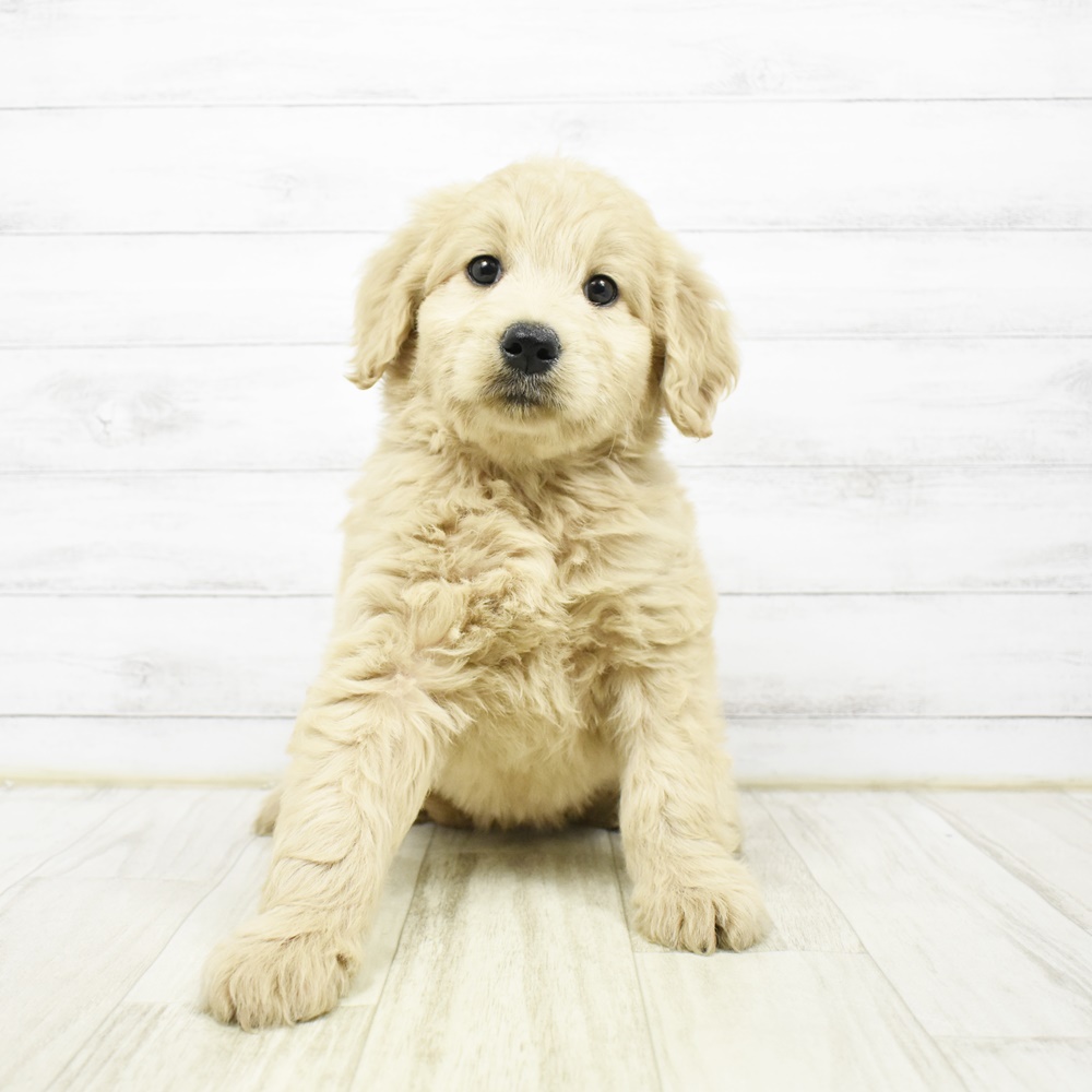 愛知県のゴールデンドゥードゥル(ゴールデン×プードル) (犬の家＆猫の里豊川インター店/2026年2月3日生まれ/女の子/アプリコット)の子犬