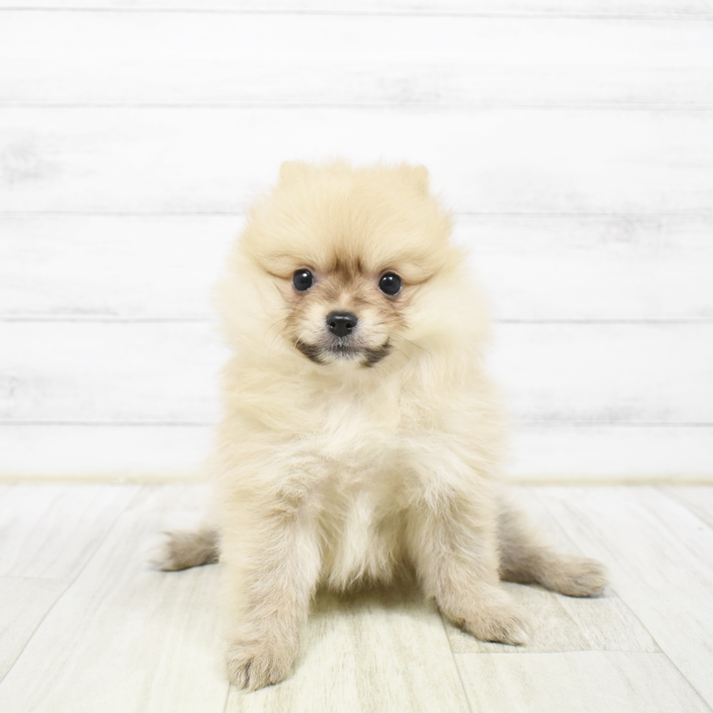 長野県のポメラニアン (犬の家＆猫の里塩尻店/2026年2月1日生まれ/女の子/オレンジ)の子犬
