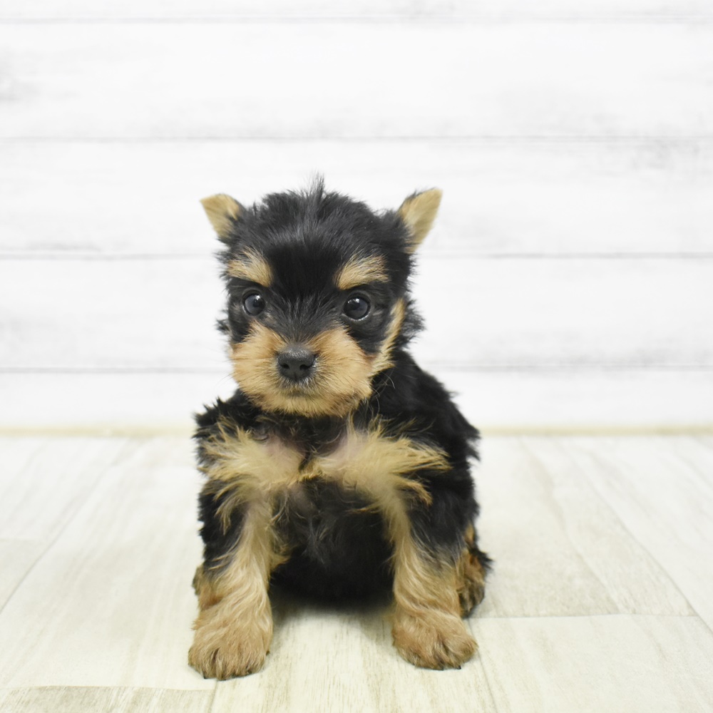 愛知県のヨークシャーテリア (犬の家＆猫の里MiO香久山店/2026年1月31日生まれ/女の子/スチールブルータン)の子犬