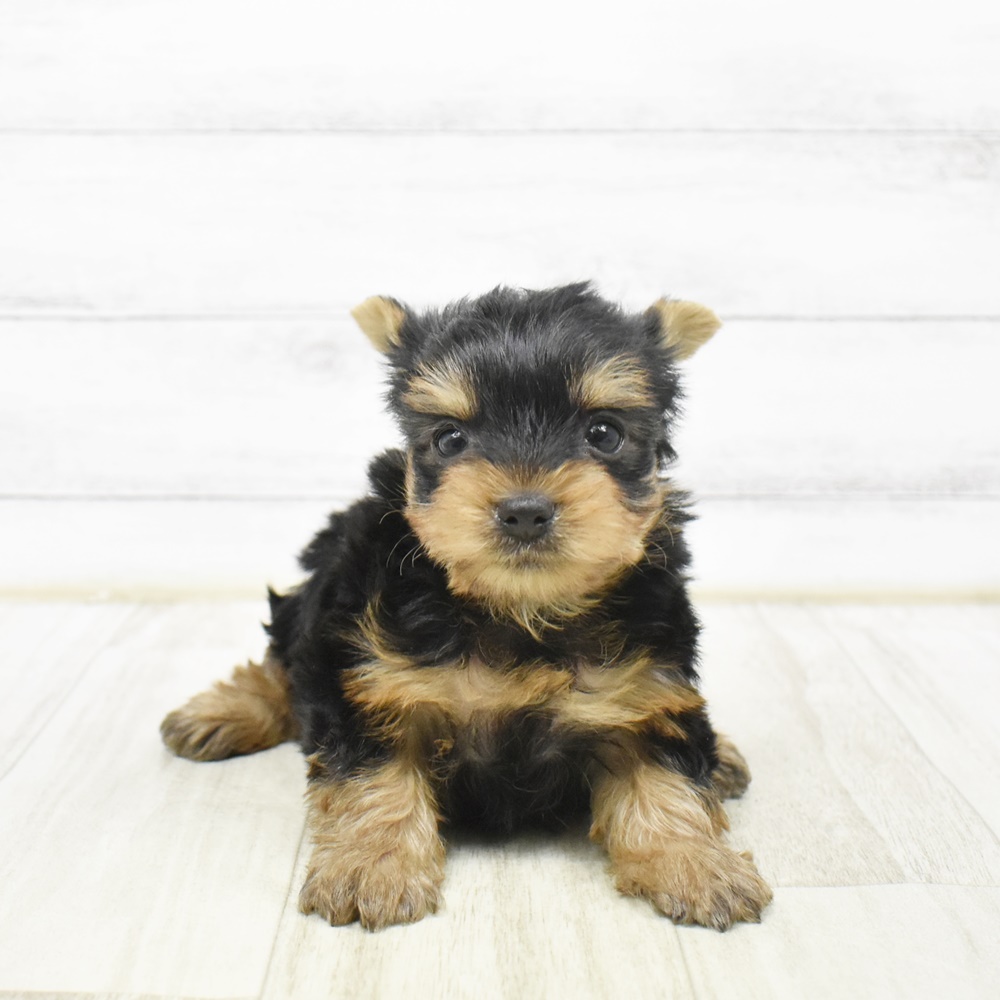 愛知県のヨークシャーテリア (犬の家＆猫の里安城店/2026年1月31日生まれ/女の子/スチールブルータン)の子犬