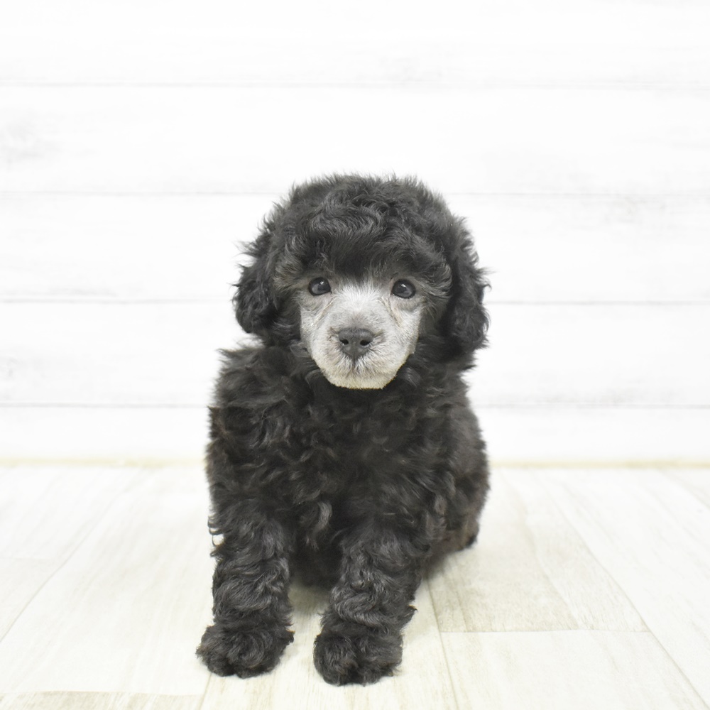 愛知県のトイプードル(トイ) (犬の家＆猫の里安城店/2026年1月28日生まれ/男の子/グレー)の子犬