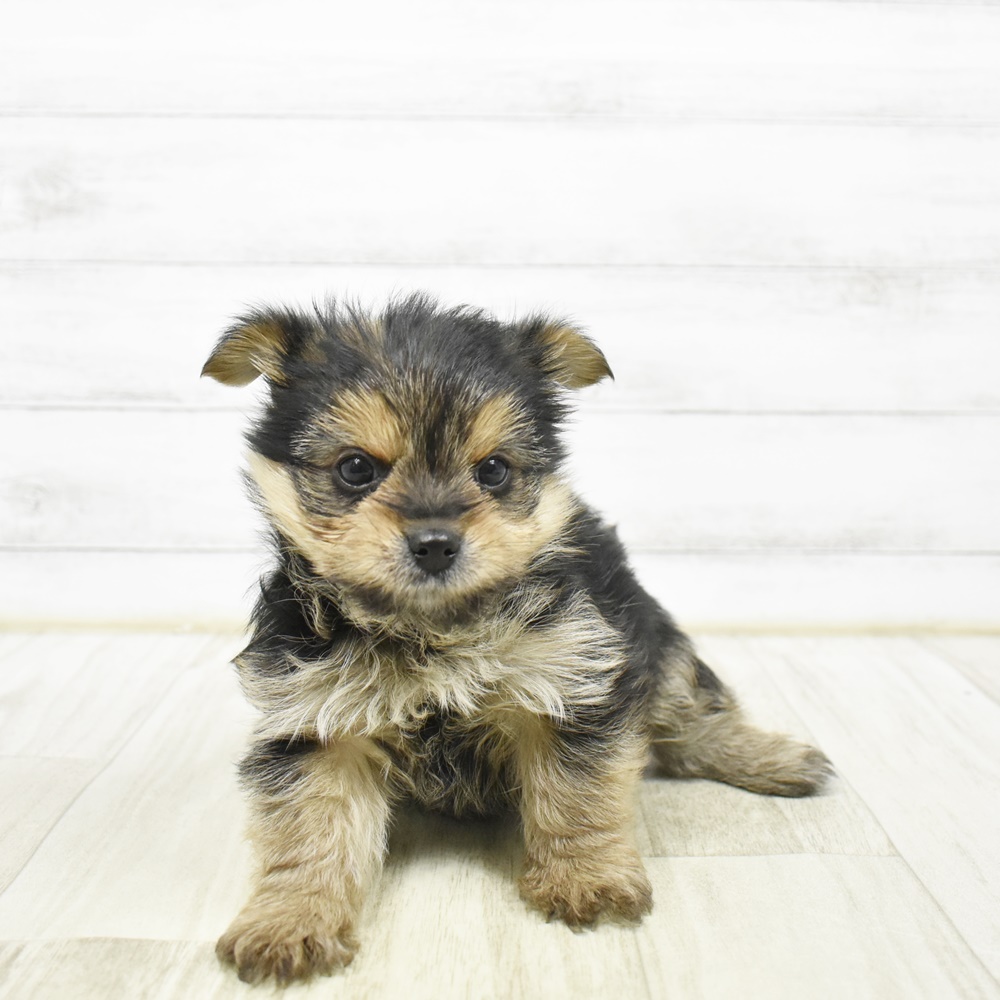 2026年2月2日生まれのポメキー(ポメラニアン×ヨークシャーテリア)