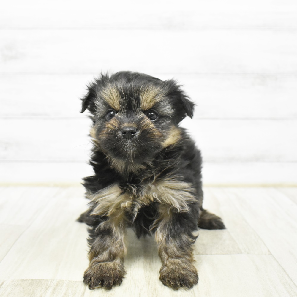 愛知県のポメキー(ポメラニアン×ヨークシャーテリア) (犬の家＆猫の里MiO香久山店/2026年2月2日生まれ/女の子/ブラックタン)の子犬