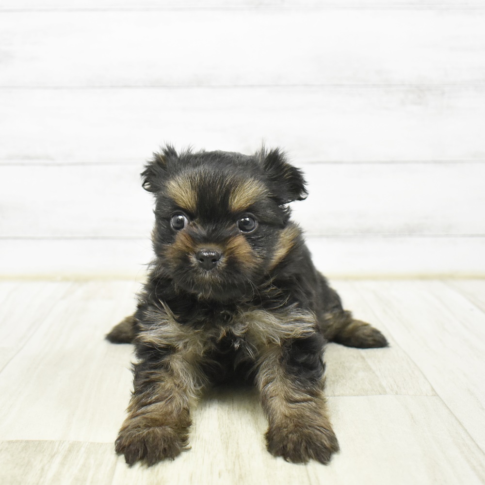 愛知県のポメキー(ポメラニアン×ヨークシャーテリア) (犬の家＆猫の里豊川インター店/2026年2月2日生まれ/女の子/ブラックタン)の子犬