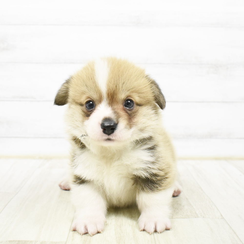 静岡県のウェルシュコーギーペンブローク (犬の家＆猫の里藤枝店/2026年2月3日生まれ/男の子/レッドホワイト)の子犬