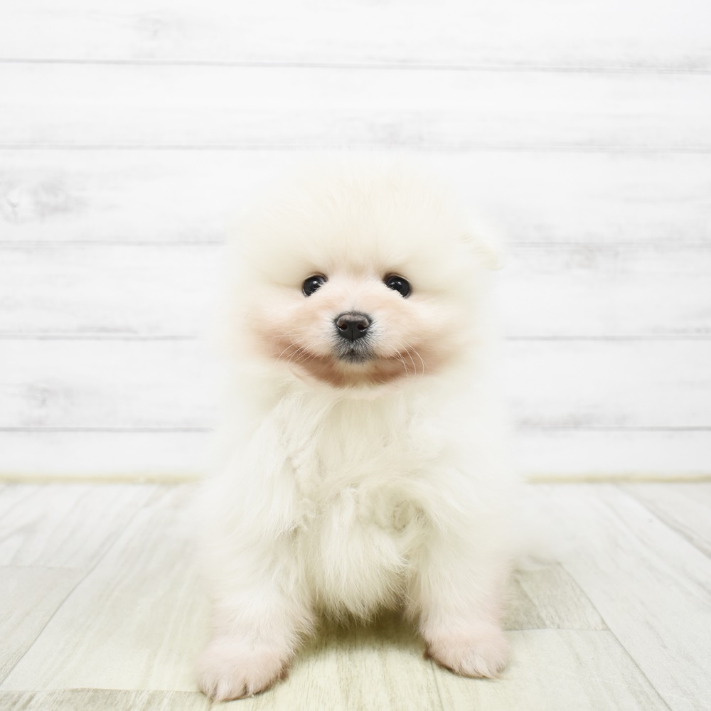 愛知県のポメラニアン (犬の家＆猫の里豊川インター店/2026年2月3日生まれ/男の子/ホワイト)の子犬
