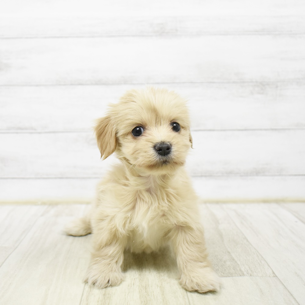 2026年2月2日生まれのマルックス(マルチーズ×ダックス)