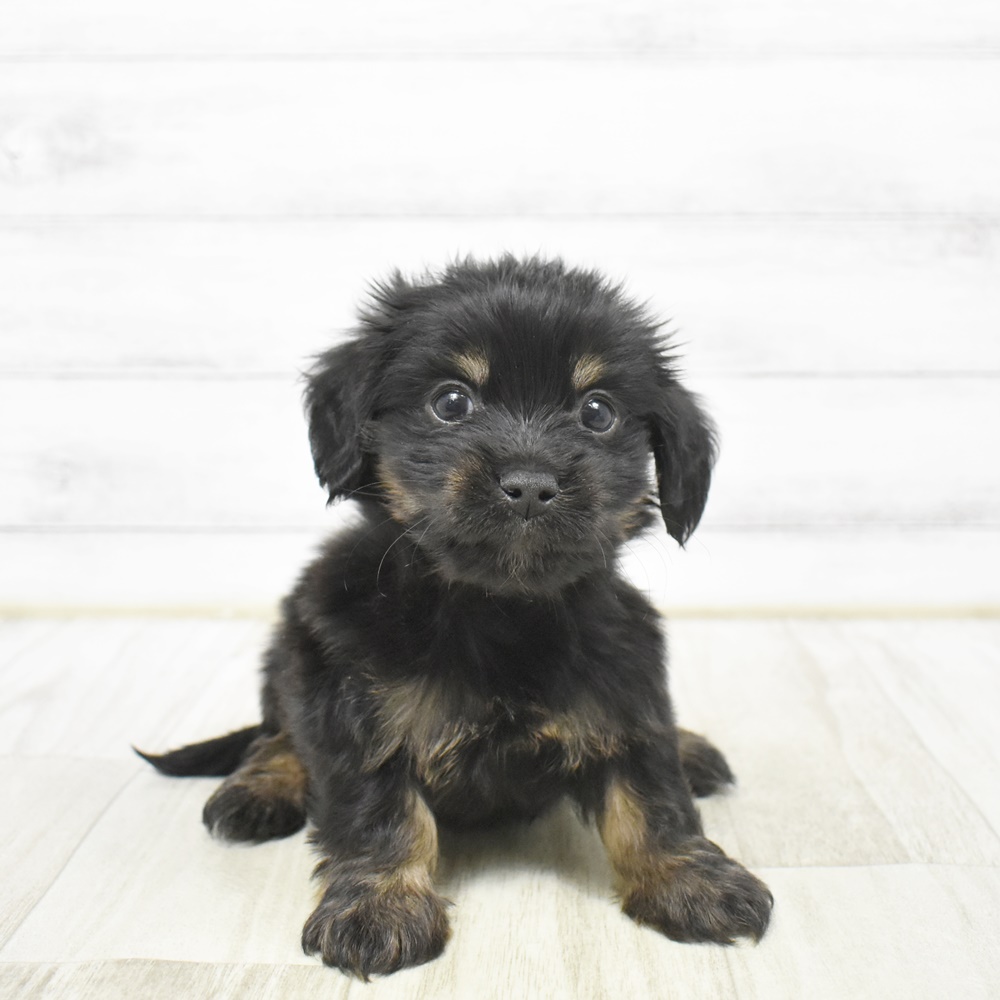 神奈川県のマルックス(マルチーズ×ダックス) (犬の家＆猫の里小田原店/2026年2月2日生まれ/男の子/ブラック)の子犬