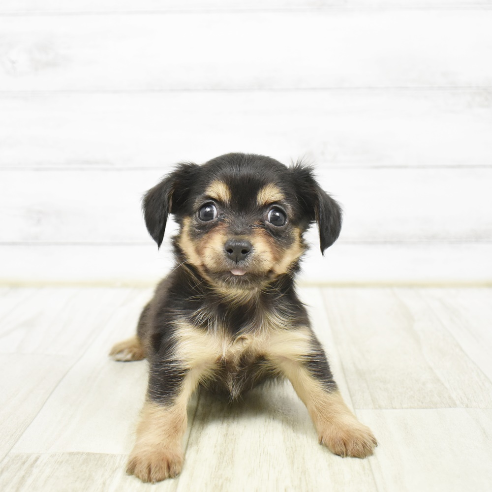千葉県のチワックス(チワワ×ダックス) (犬の家＆猫の里ワンズモール稲毛店/2026年2月3日生まれ/女の子/ブラックタン)の子犬