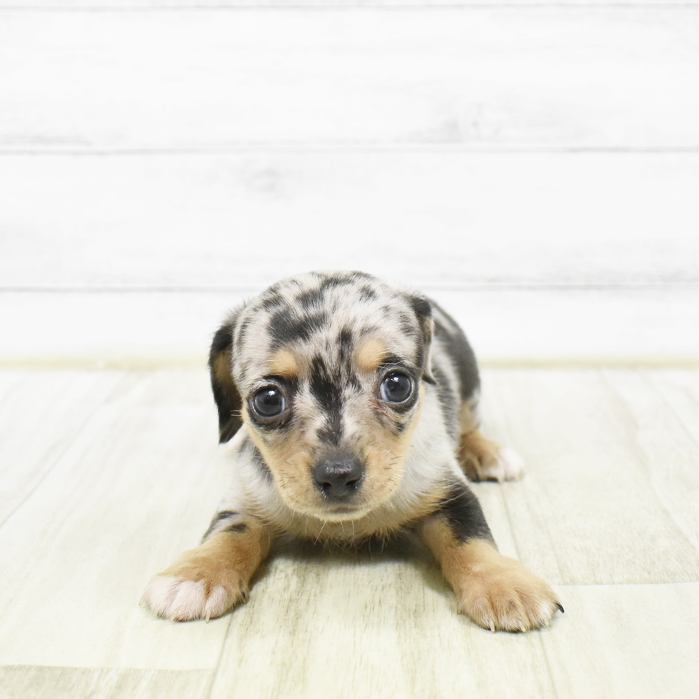 東京都のチワックス(チワワ×ダックス) (犬の家＆猫の里ペットフォレスト小平店/2026年2月3日生まれ/男の子/ブルーマール)の子犬