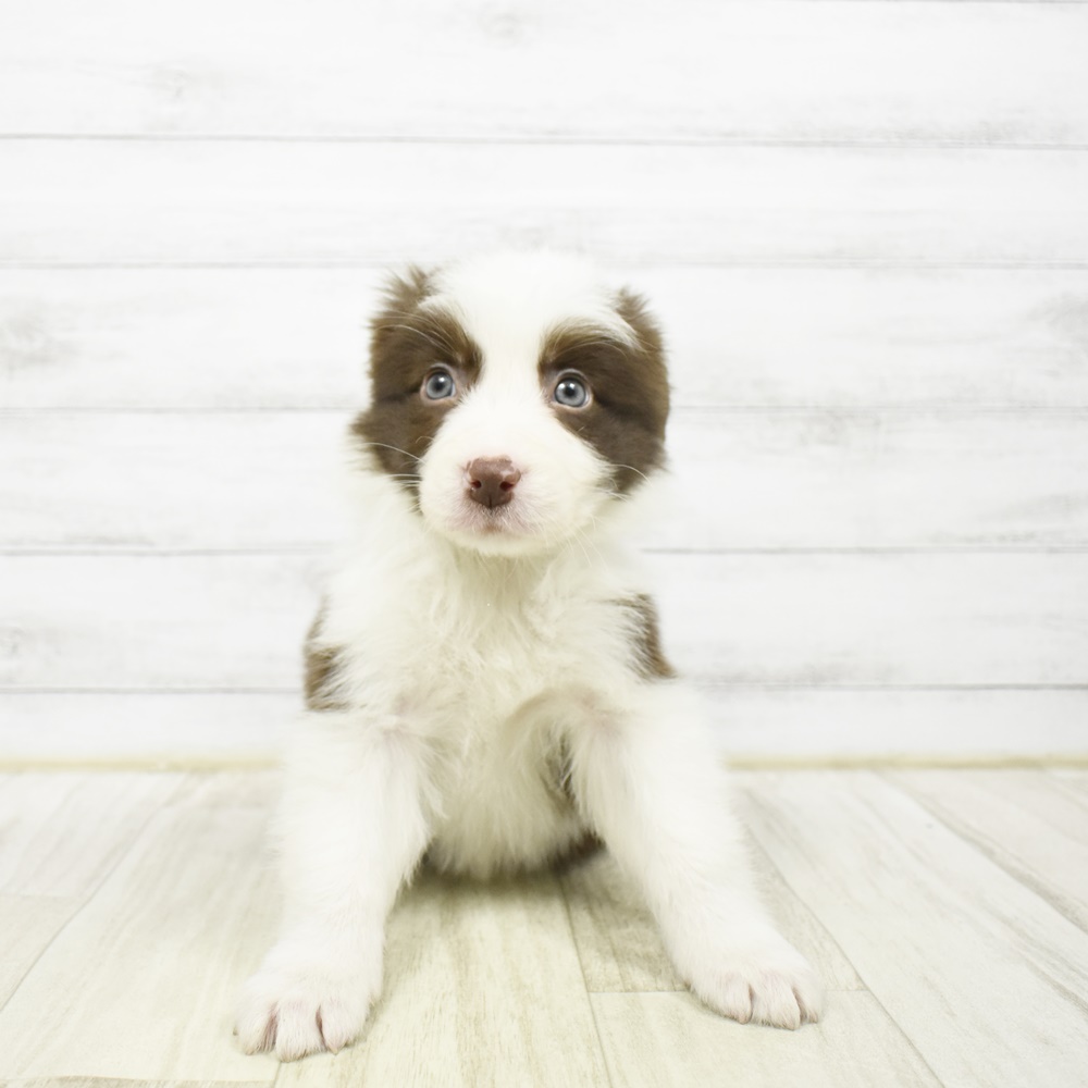 長野県のボーダーコリー (犬の家＆猫の里塩尻店/2026年2月2日生まれ/女の子/チョコレートホワイト)の子犬