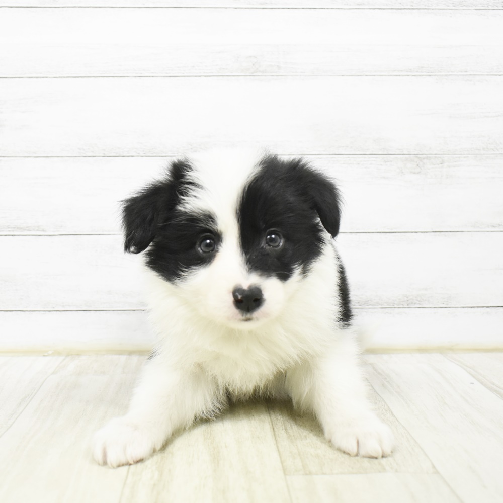 千葉県のボーダーコリー (犬の家＆猫の里ワンズモール稲毛店/2026年2月2日生まれ/女の子/ブラックホワイト)の子犬