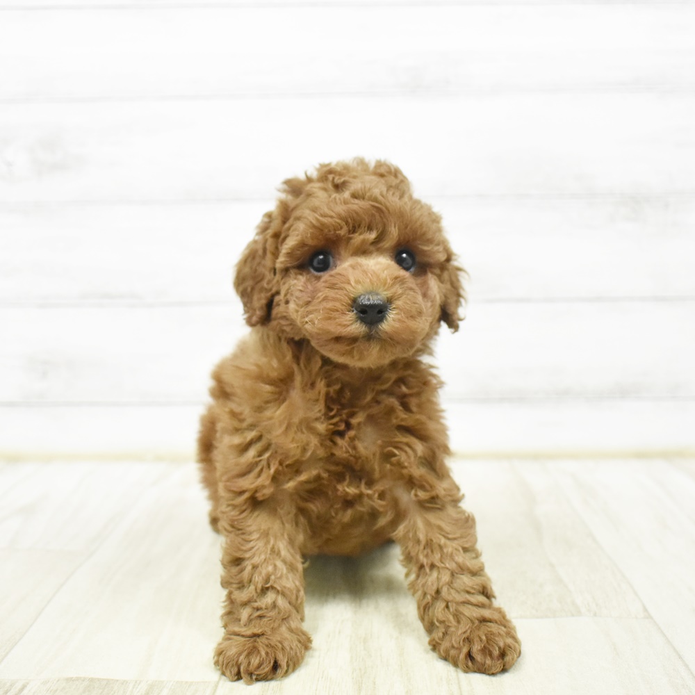 神奈川県のトイプードル(トイ) (犬の家＆猫の里元住吉ブレーメン通り店/2026年2月1日生まれ/女の子/レッド)の子犬