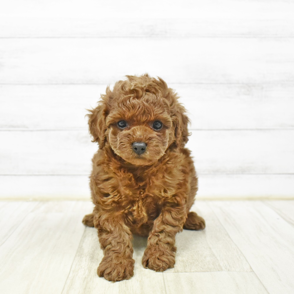 静岡県のトイプードル(トイ) (犬の家＆猫の里MEGAドン・キホーテ袋井店/2026年2月1日生まれ/男の子/レッド)の子犬