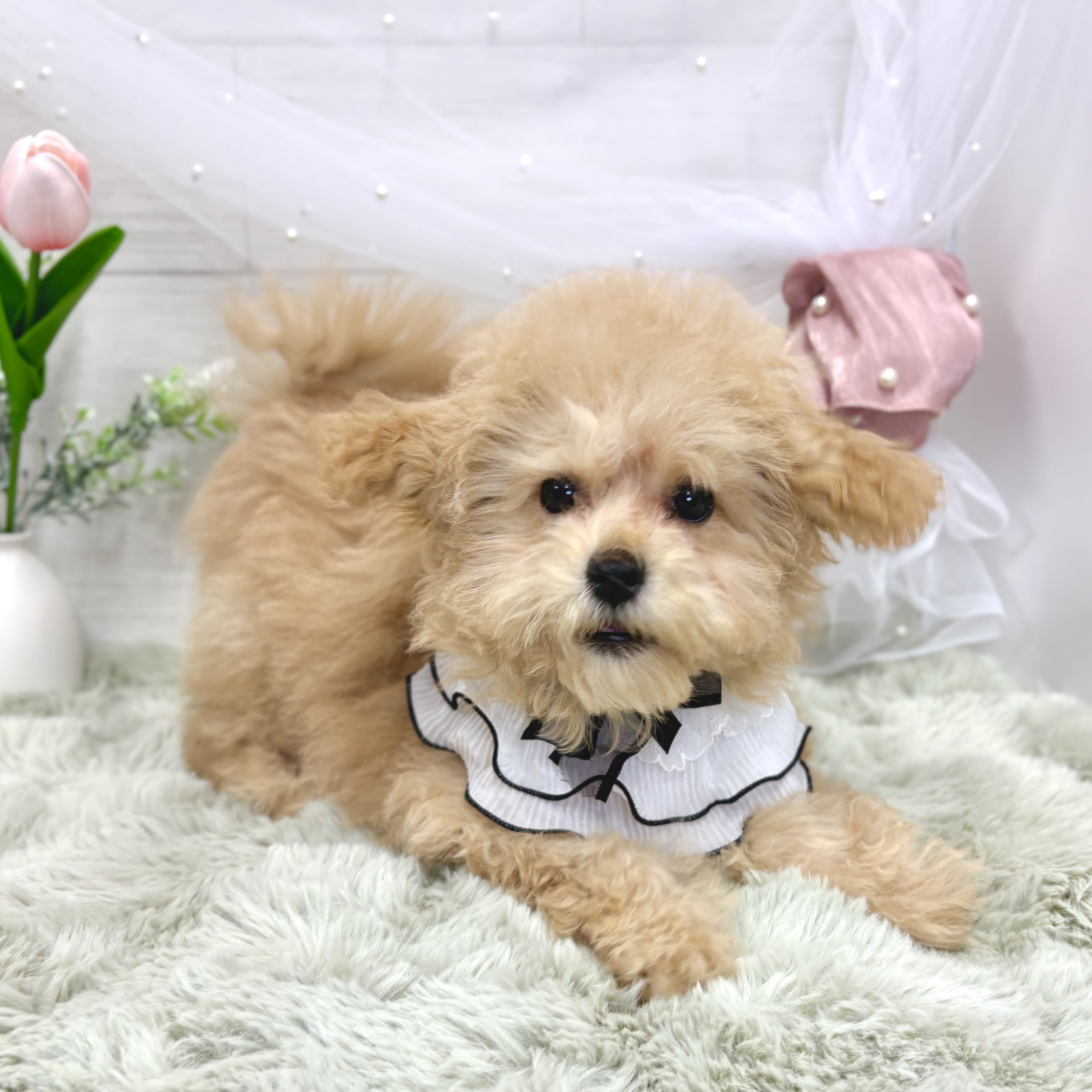 神奈川県のマルプー(マルチーズ×プードル) (犬の家＆猫の里相模原店/2026年2月3日生まれ/女の子/アプリコット)の子犬の1枚目の画像