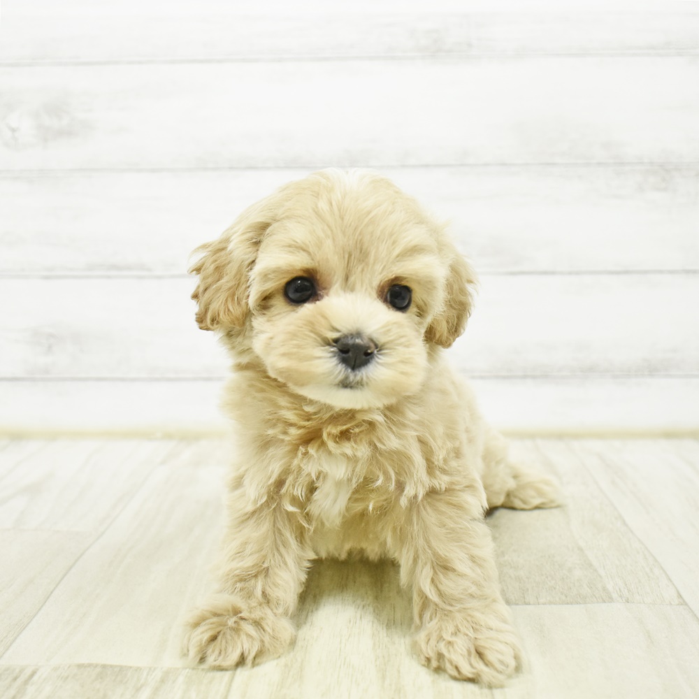 長野県のマルプー(マルチーズ×プードル) (犬の家＆猫の里長野店/2026年2月3日生まれ/女の子/アプリコット)の子犬