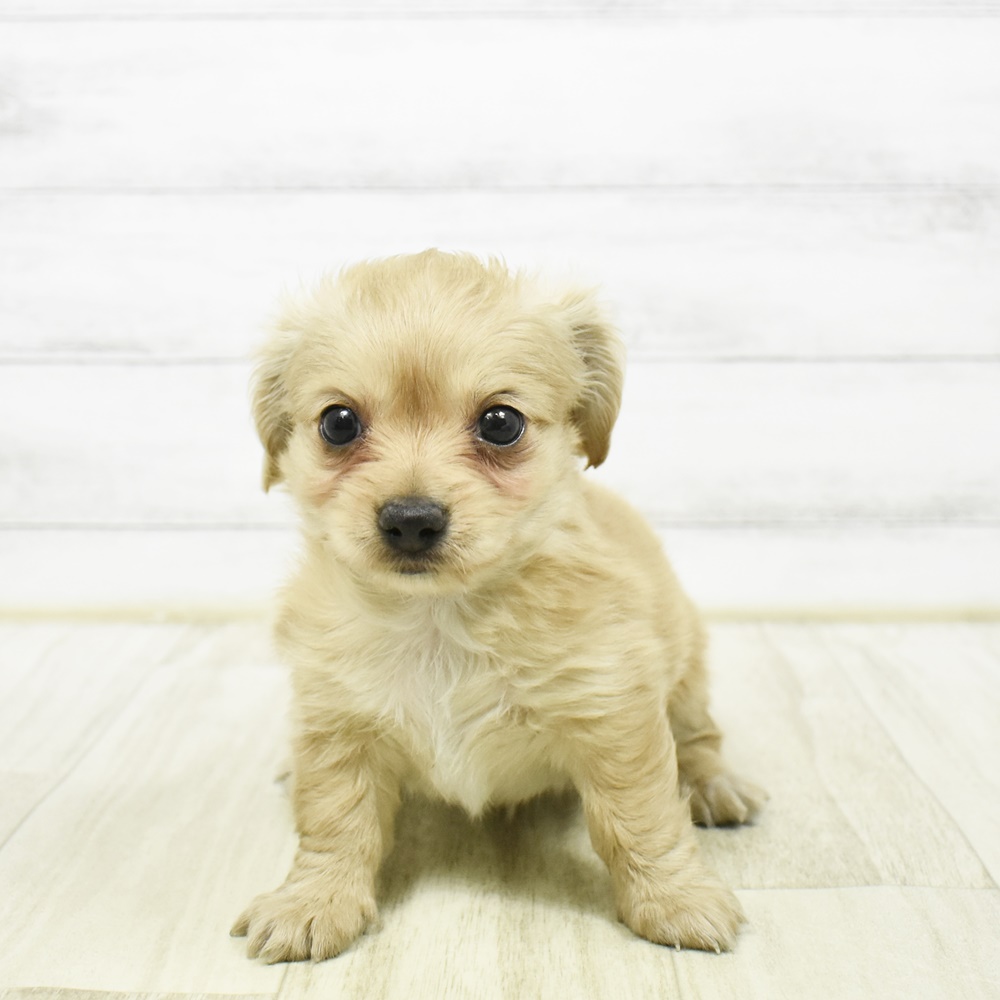 静岡県のチワックス(チワワ×ダックス) (犬の家＆猫の里マークイズ静岡店/2026年2月2日生まれ/女の子/レッド)の子犬