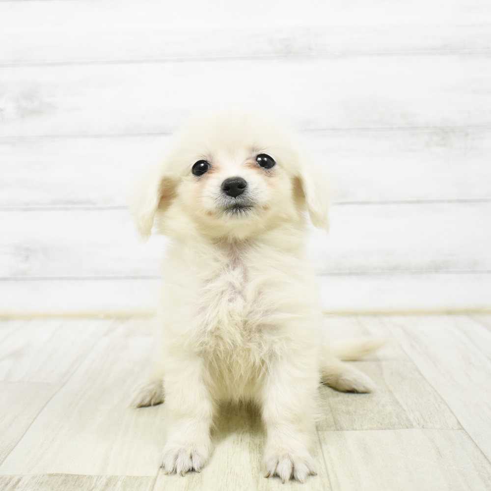 千葉県のポメックス(ポメラニアン×ダックス) (犬の家＆猫の里BIGHOPガーデンモール印西店/2026年2月1日生まれ/女の子/クリーム)の子犬