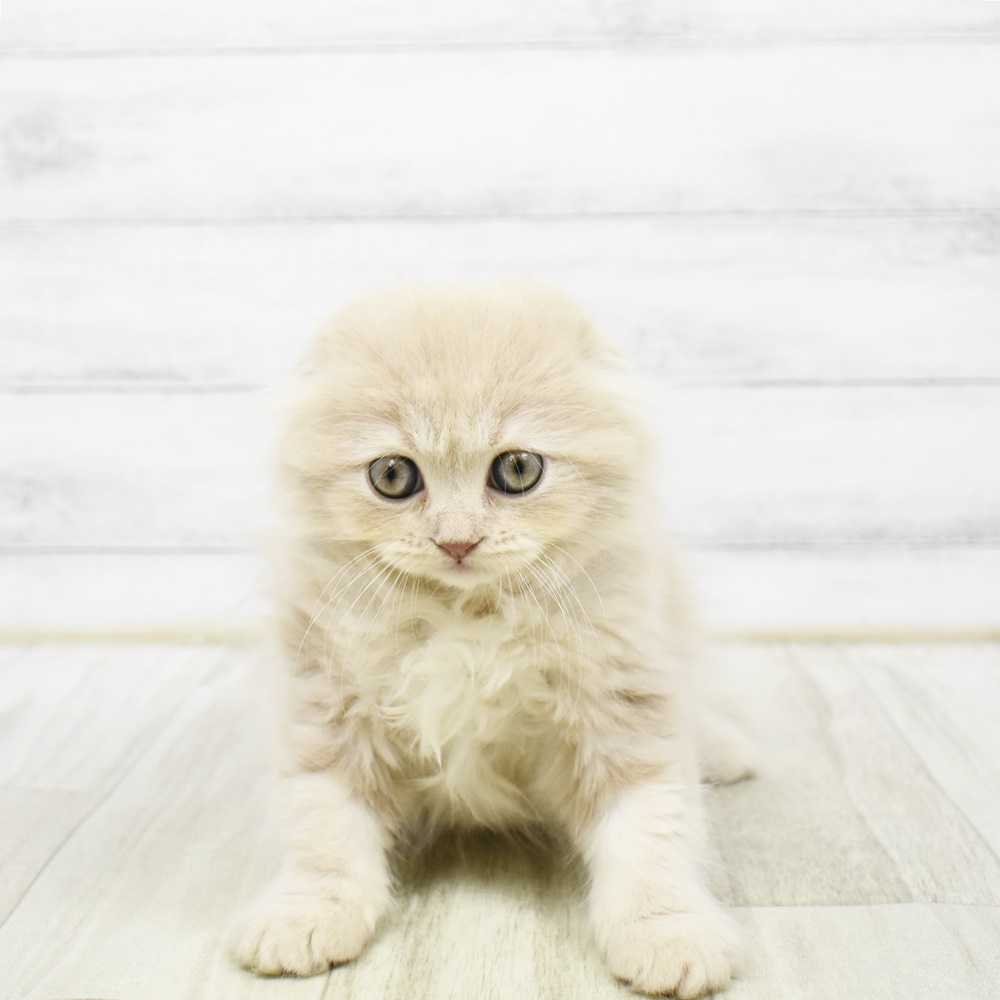 静岡県のスコティッシュフォールド (犬の家＆猫の里富士店/2026年2月3日生まれ/女の子/クリーム)の子猫