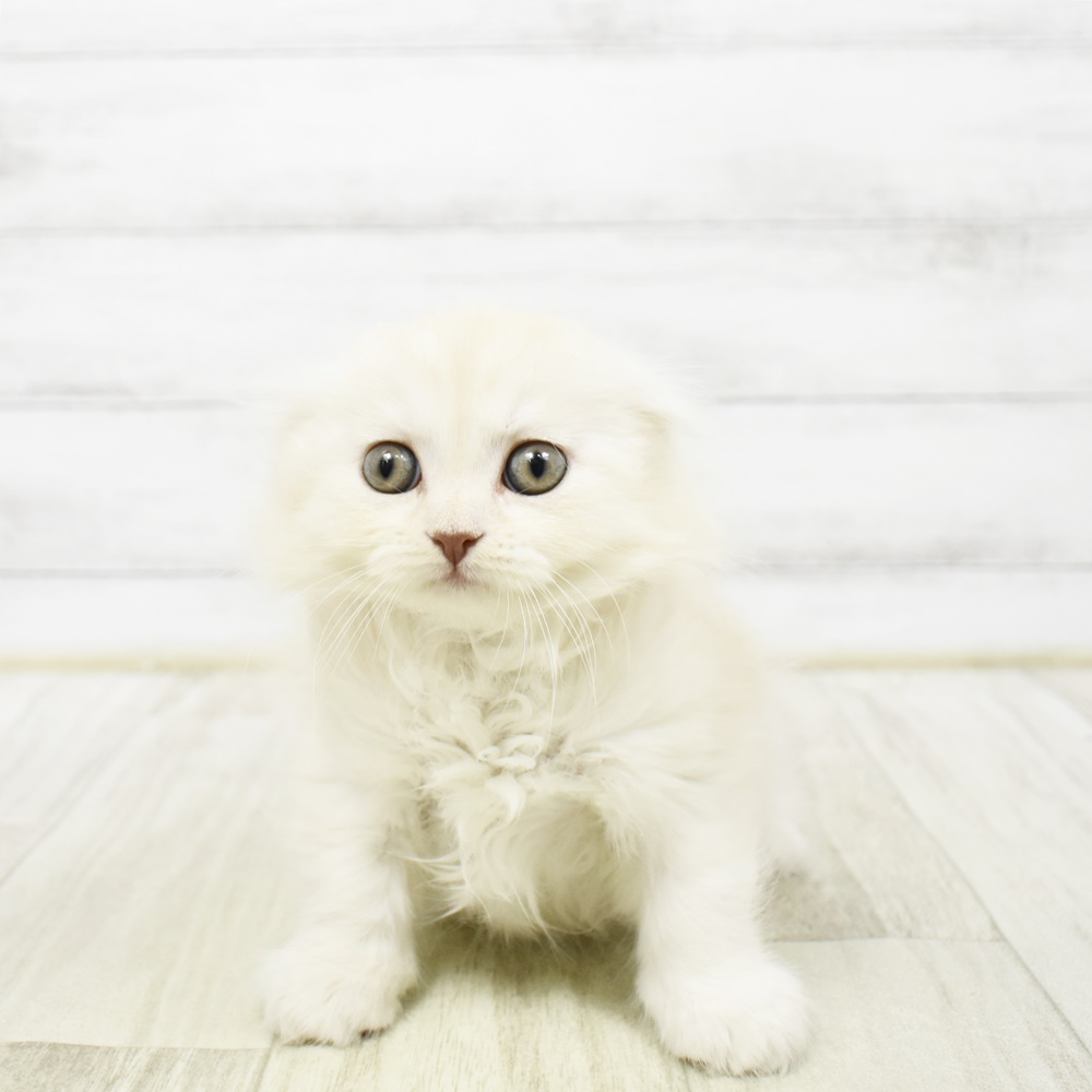 2026年2月3日生まれのスコティッシュフォールド