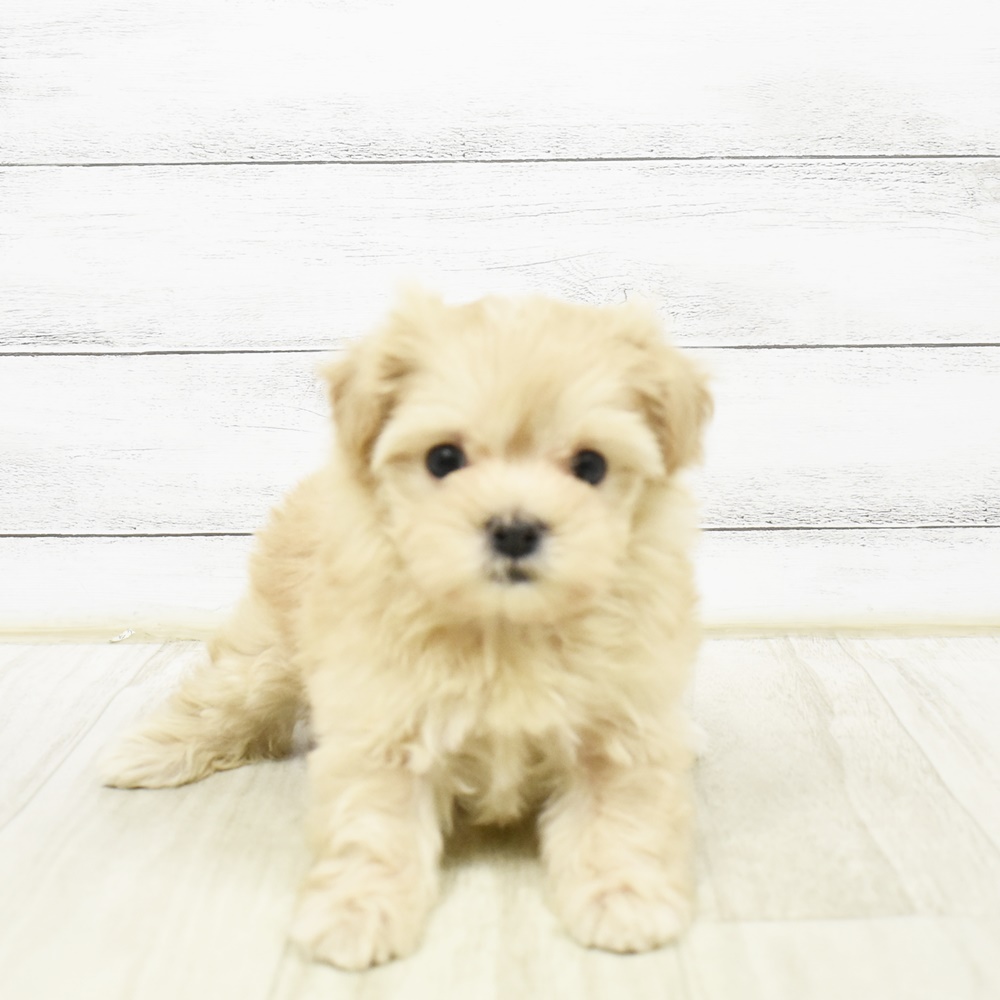 ハーフ犬女の子の写真